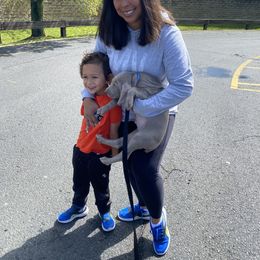 Weimaraner Puppies from Meadow Ridge Weims and Danes