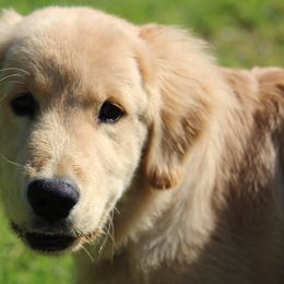 Golden Retriever Puppies from OPK GOLDENS