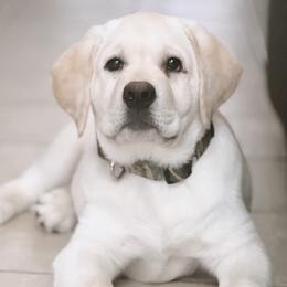 Hopper - Labrador Retriever puppy in Texas from Mystic Pines Labradors