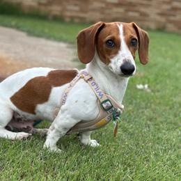 Paco - Piebald male Dachshund puppy in Gatesville, Texas from Emily’s Doxie Domain