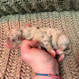 Russet - Red merle male Australian Shepherd puppy in Altmar, New York from E&C Australian Shepherds