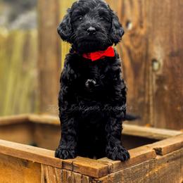 Prosa - Black female Goldendoodle puppy in Centreville, Mississippi from Trin's Designer Doodles