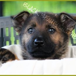 German Shepherd Puppies from Black Beauty Shepherds