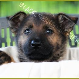 German Shepherd Puppies from Black Beauty Shepherds