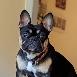 Jasmine - French Bulldog