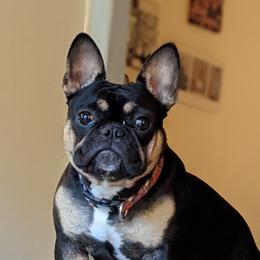 Jasmine - French Bulldog