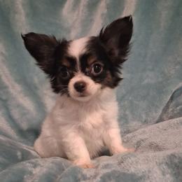 Pixel - Black and white female Chihuahua puppy in Branford, Florida from Mbjs Doxies and chihuahuas