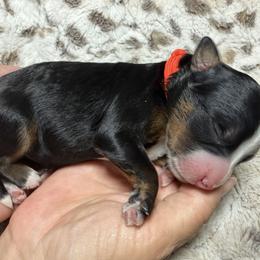 Coral - Tri-color female Bernedoodle puppy in El Campo, Texas from Little Fur Friends Bernedoodles