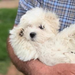 Arma - White female Coton de Tulear puppy in Warrenton, Virginia from Four Lochs LLC