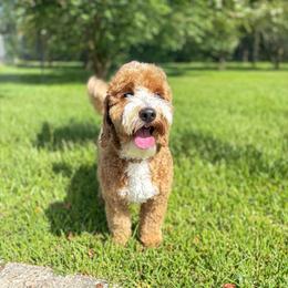 Kali - Goldendoodle