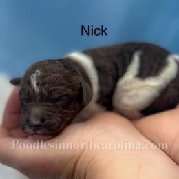 Male 1 Parti - Parti male Poodle puppy in Greenville, North Carolina from Grace Poodles