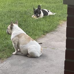 Ellie - French Bulldog