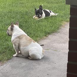 Ellie - French Bulldog
