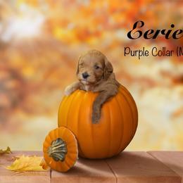Eerie - Red  male Goldendoodle puppy in Mendon, Massachusetts from Comfort & Cuddle Co