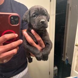 Zarr - Black male Cane Corso puppy in Dallas, Texas from Exotic Empire Kennels LLC