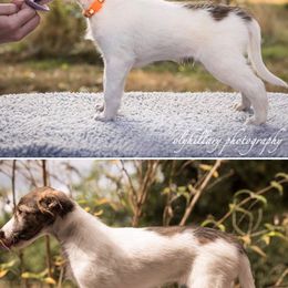 Silken Windhound Puppies from Amethyst Silken Windhounds