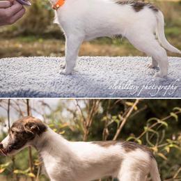 Silken Windhound Puppies from Amethyst Silken Windhounds