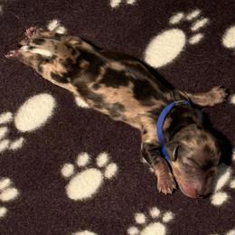 Blue Collar Male - Dapple male Dachshund puppy in Madison, Michigan from Jensen Dobermans and Dachshunds