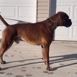 Dom - Boxer