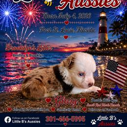 Girl 4 - Red merle female Miniature Australian Shepherd puppy in Port Saint Lucie, Florida from Charlene Brannon's Mini Australian Shepherds
