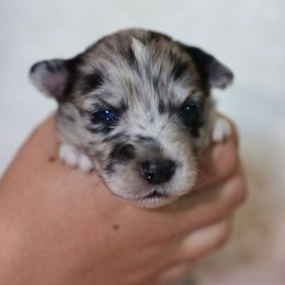 Miniature Australian Shepherd Puppies from Garay Mini Aussies
