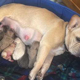 French Bulldogs from Kayser Farm