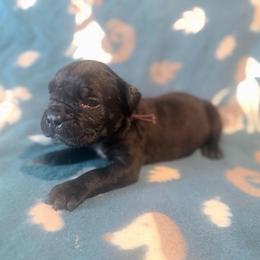 Lucilia (Purple Collar) - Black female Cane Corso puppy in Stilwell, Oklahoma from Killing Joke Kennels