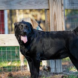 Sage - Labrador Retriever