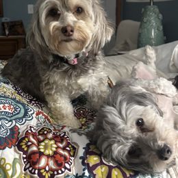 Emmy - Havanese