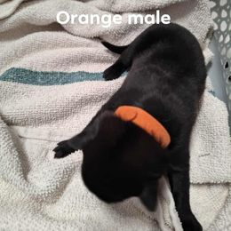 Orange - Black male Belgian Malinois puppy in Fort Worth, Texas from North Texas Working Malinois