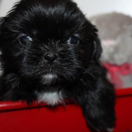 Boy 3 - Black and white male Shih Tzu puppy in Craig, Colorado from Rocky Mountain Shih Tzus and Dry Creek Miniature Dachshunds