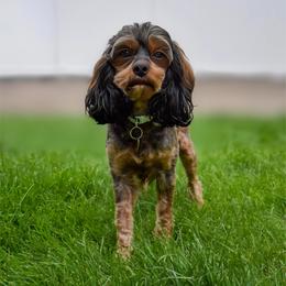 Godiva - Cavapoo