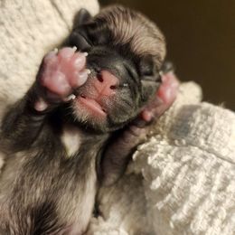 Puppy 2 - Fawn Pug puppy in Connecticut from Pug Palace Kennel