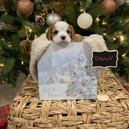 Oswald - Blenheim male Cavalier King Charles Spaniel puppy in Hixson, Tennessee from Erickson Cavaliers