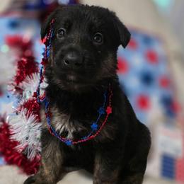 Oren - Black and tan male German Shepherd puppy in Leon, West Virginia from Heart2Heart Kennels