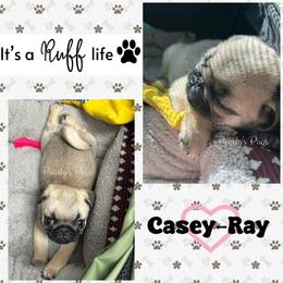 Casey-Ray - Ready for new home - Fawn male Pug puppy in Summerville, Georgia from Pearly’s Pugs & Pollywog Poodles