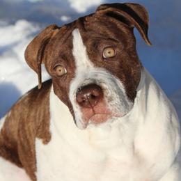 Boy 1 - White and red male American Bulldog puppy in Maine from Northern Woods American Bulldogs