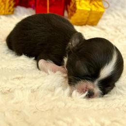 Joy - Black and white female Chihuahua puppy in Molino, Florida from Pensacola Chi Garden