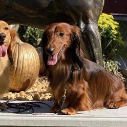 Dachshunds from Atlas Dachs