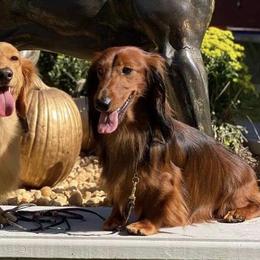 Dachshunds from Atlas Dachs