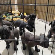 Xoloitzcuintli Puppies from Liz's Xoloitzcuintlis
