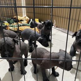 Xoloitzcuintli Puppies from Liz's Xoloitzcuintlis