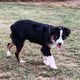 Miniature American Shepherd puppies from Donna baumann