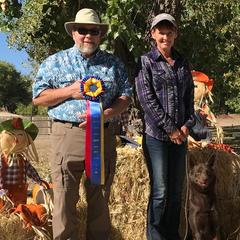 Australian Kelpies and Rat Terriers from Walkabout Australian Kelpies and Rat Terriers