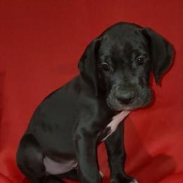 Ellie - Black female Great Dane puppy in Walker, Louisiana from La Rebel Danes