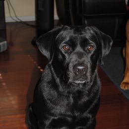 Haleiwa - Labrador Retriever