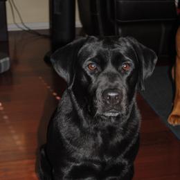Haleiwa - Labrador Retriever
