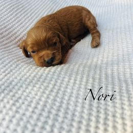 Nori - Red female Cockapoo puppy in Alexandria, Alabama from Bright and Beautiful Cockapoos and Doodles