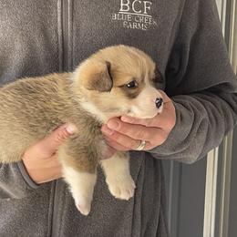 Maddy - Male 4 - Fawn male Pembroke Welsh Corgi puppy in Jefferson, South Carolina from Blue Creek Farms