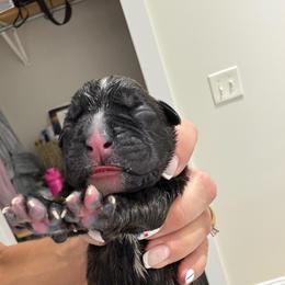 Puppy 6 - Brindle male Boxer puppy in Jamesville, New York from Reynolds Homestead Boxers